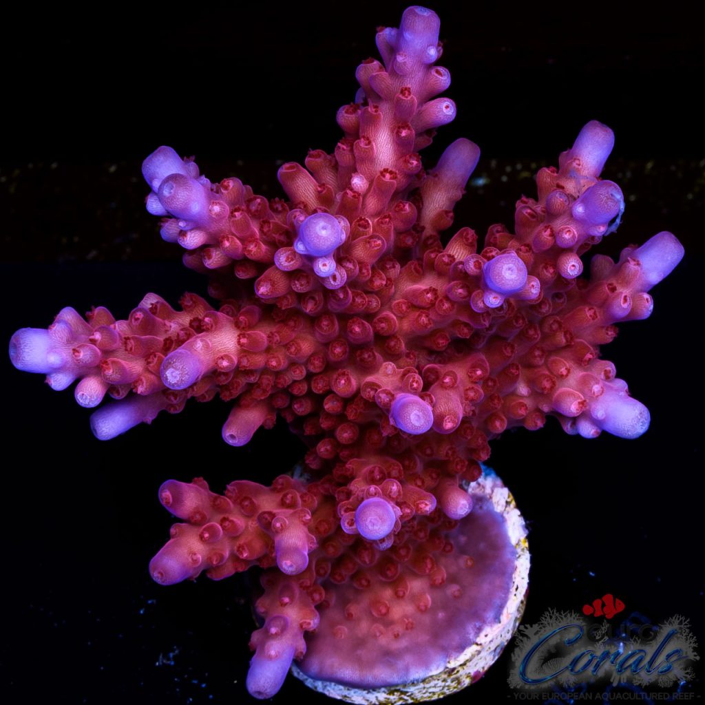 EC Purple Paletta Acro