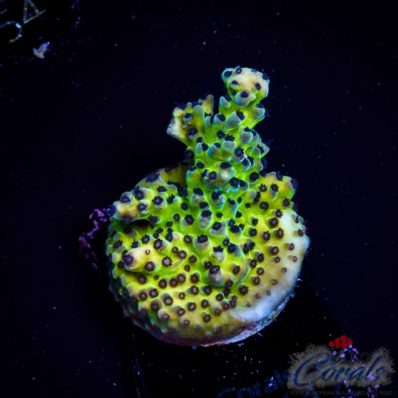 EC WildBerry Acro NEW