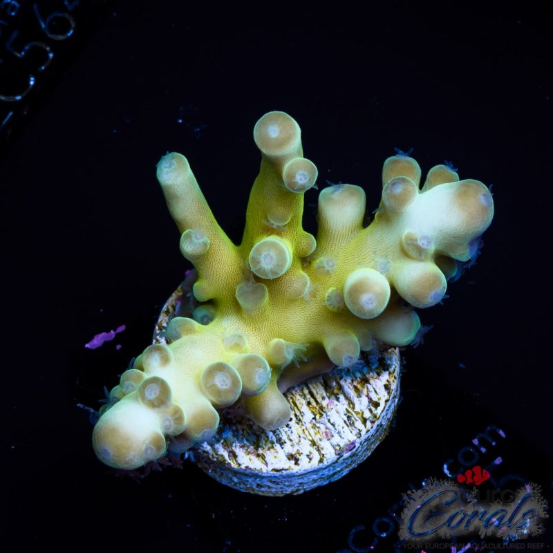 EC Panda Acro