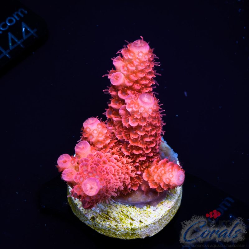 EC Rainbow Ridiculous Super Red Mille