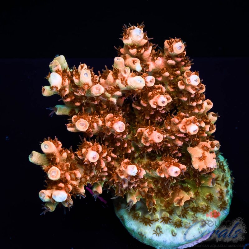 EC Saturn Orange Table Acro