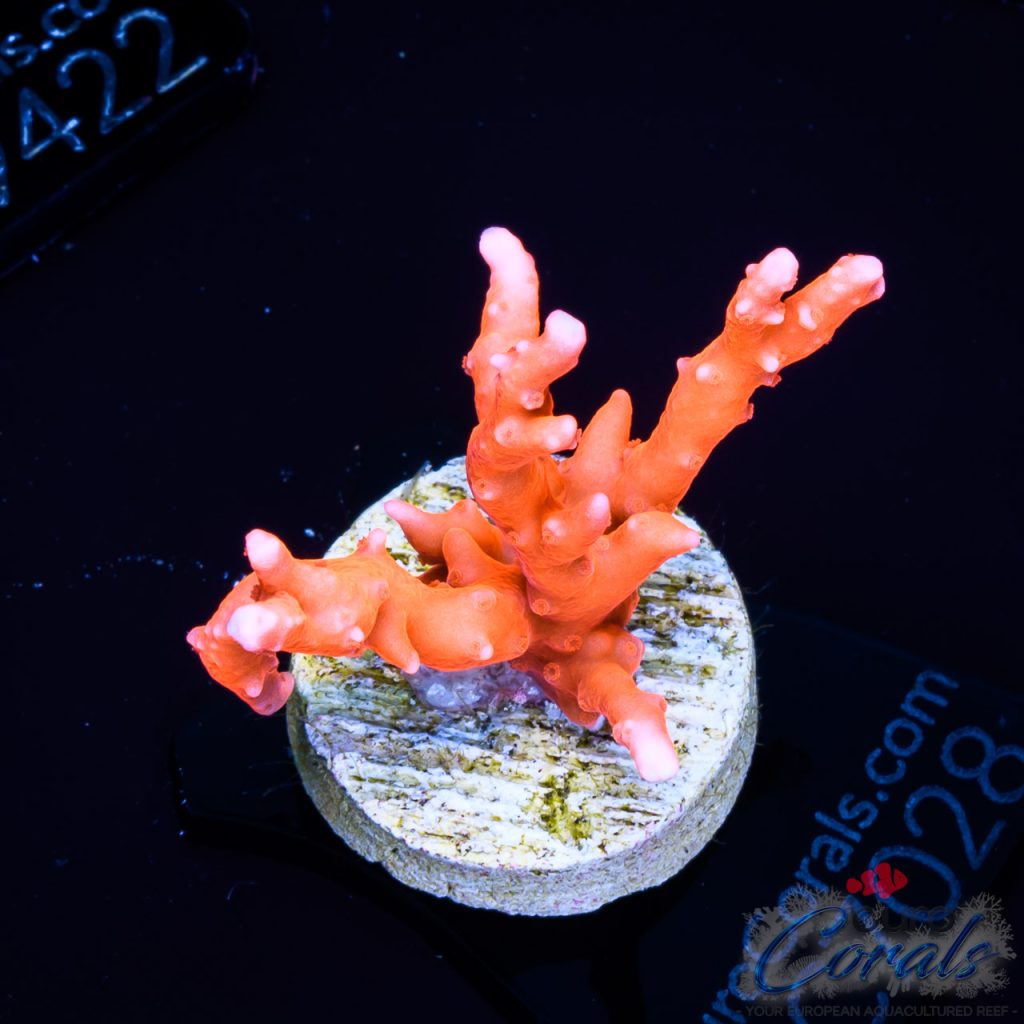 EC Akil’s TNT Anacropora