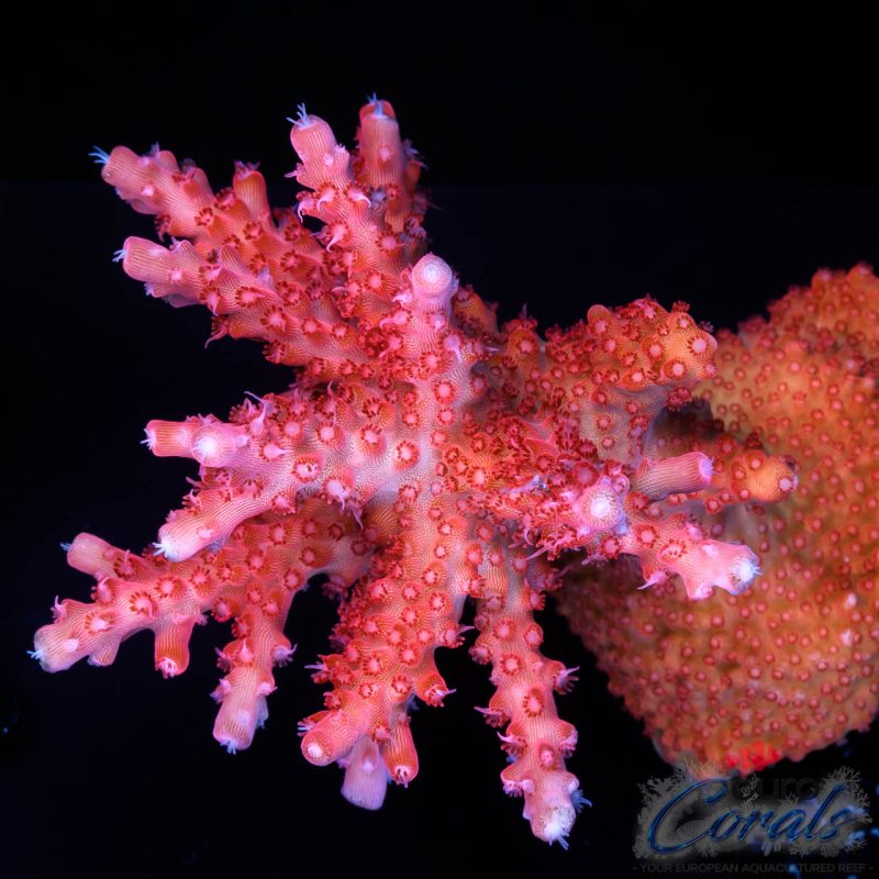 EC Red Diablo Acro XL