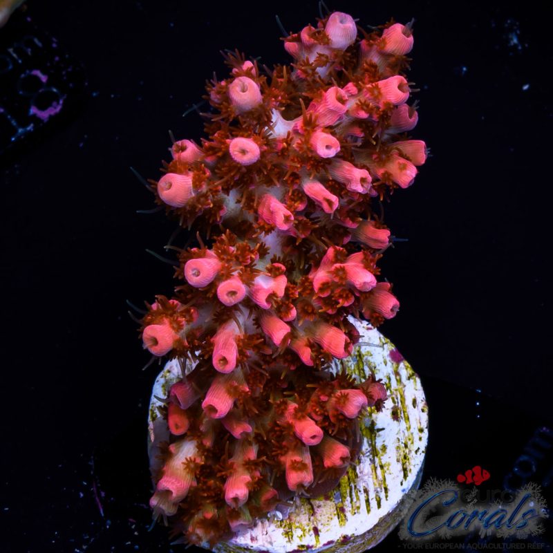 EC TuttiFrutti Table Acro EXTREME