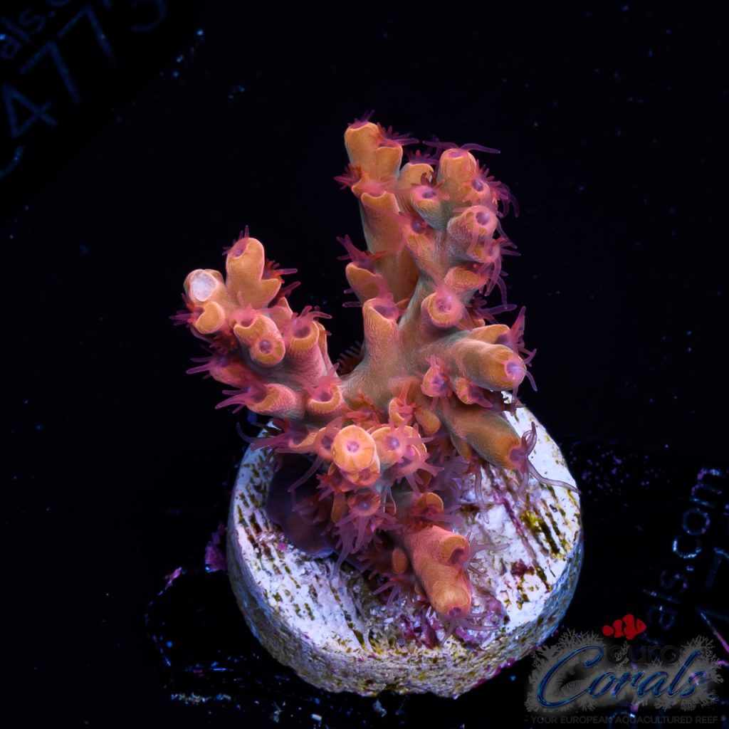 EC Flaming Sunset Acro NEW