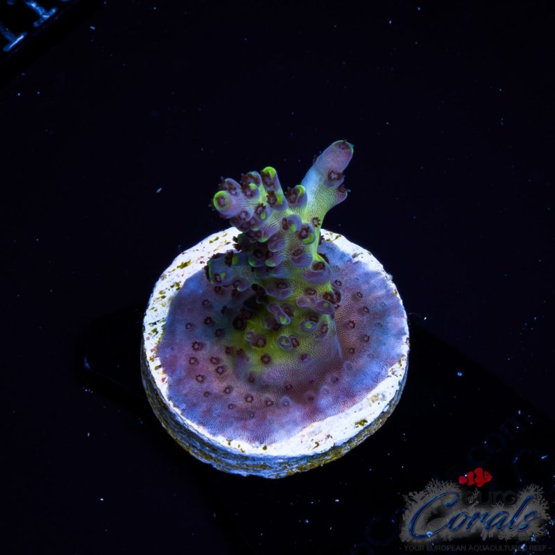 EC Exquisita Stag Acro BACK
