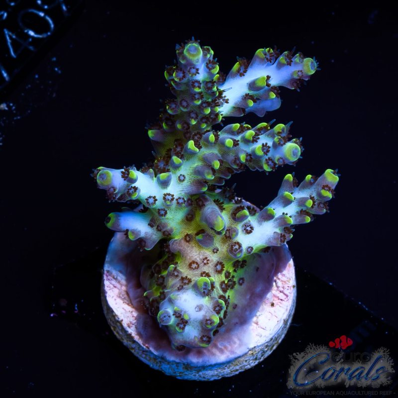 EC Exquisita Stag Acro BACK