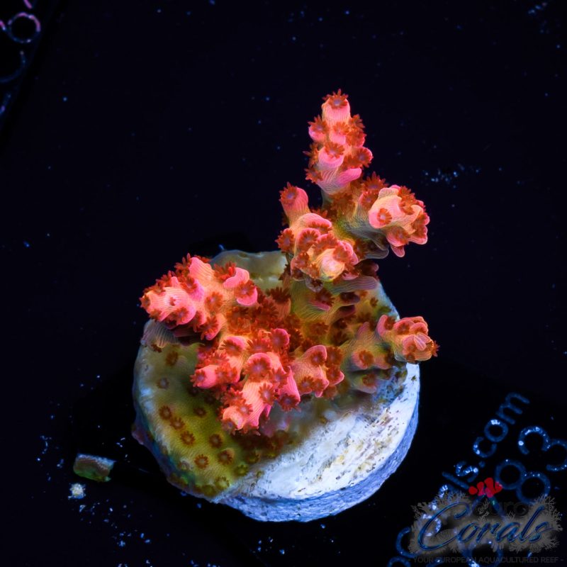 EC Rainbow Malifecent Acro