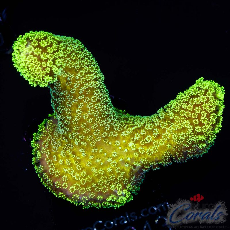EC Sparkling Stars Stylo