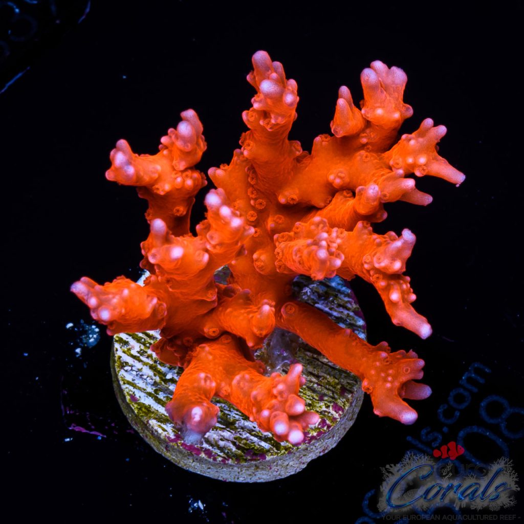 EC Akil’s TNT Anacropora