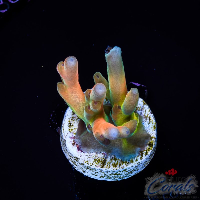 EC Jawdropper Acro EX