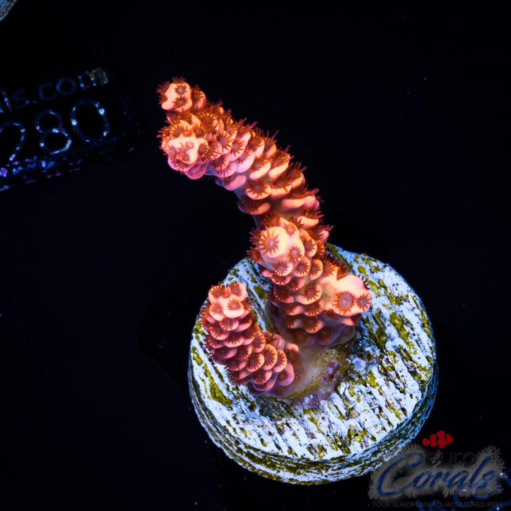 EC God of Flame Acro NEW