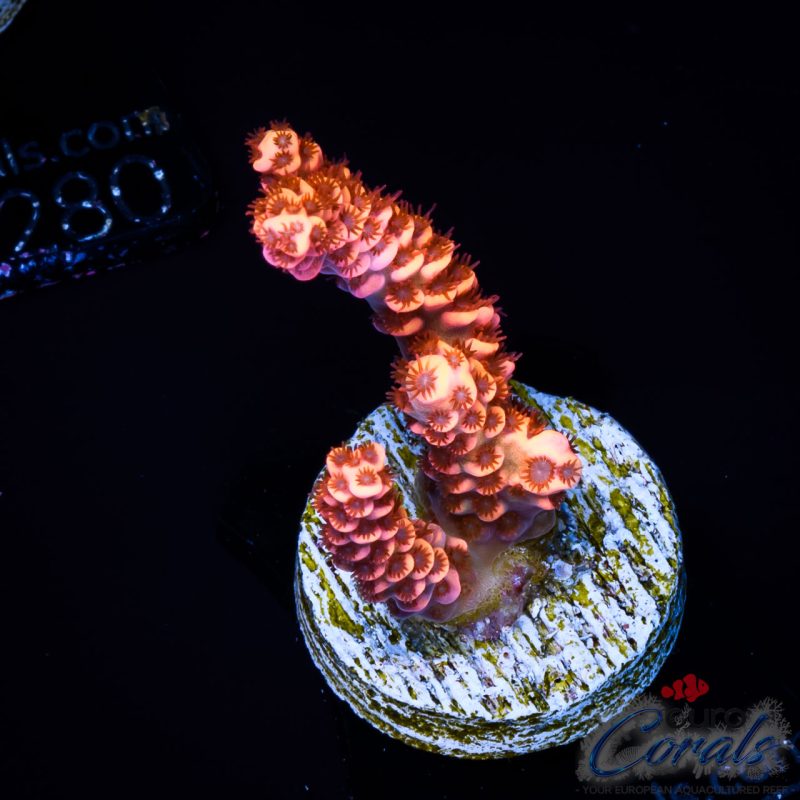 EC God of Flame Acro NEW