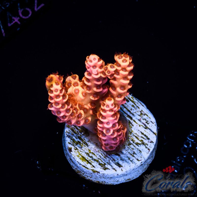 EC God of Flame Acro NEW