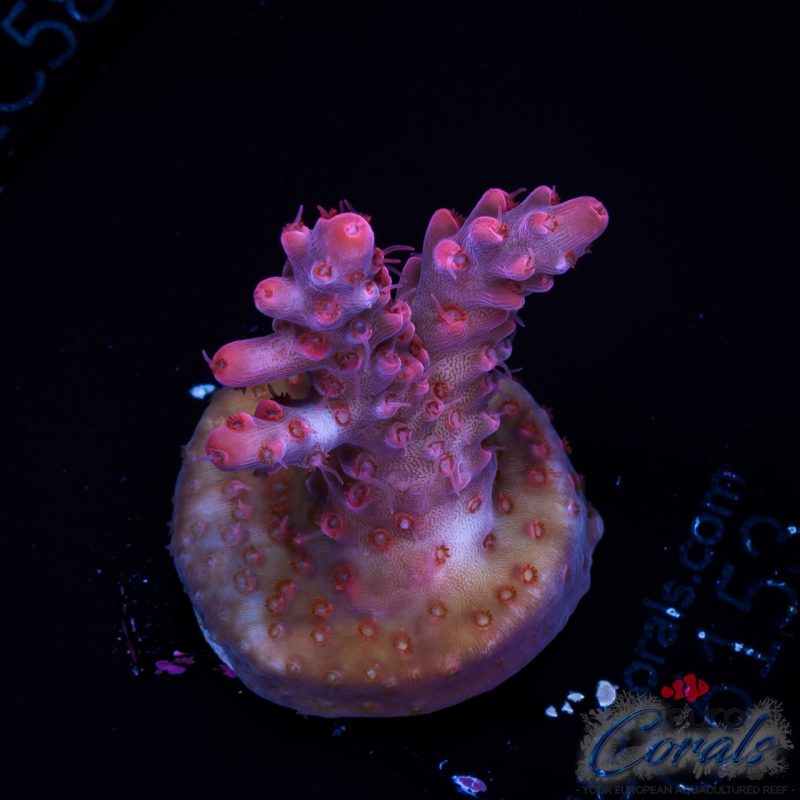 EC Pinky n D Brain Acro