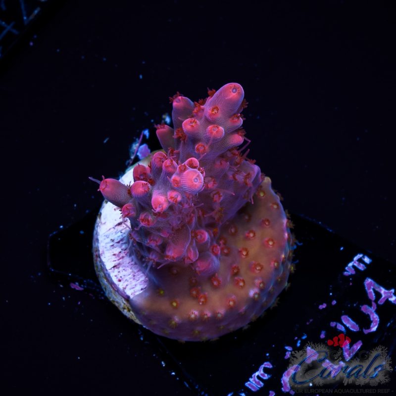 EC Pinky n D Brain Acro