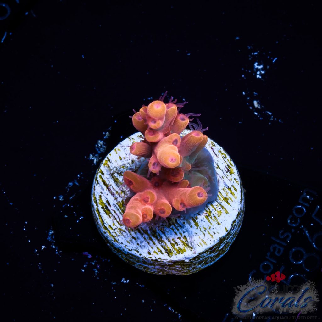EC Flaming Sunset Acro NEW