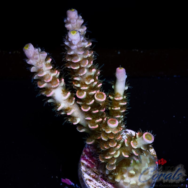 EC Original HomeWrecker Acro