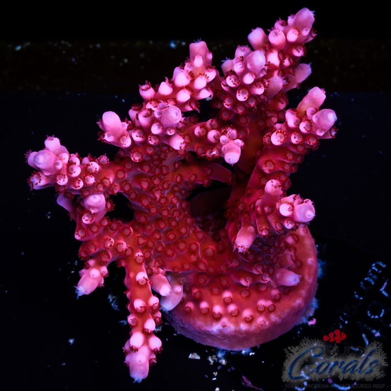 EC Adam Bomb Super Red Acro