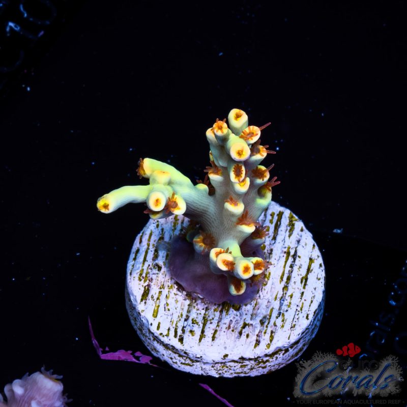 EC Flaming Sunrise Acro