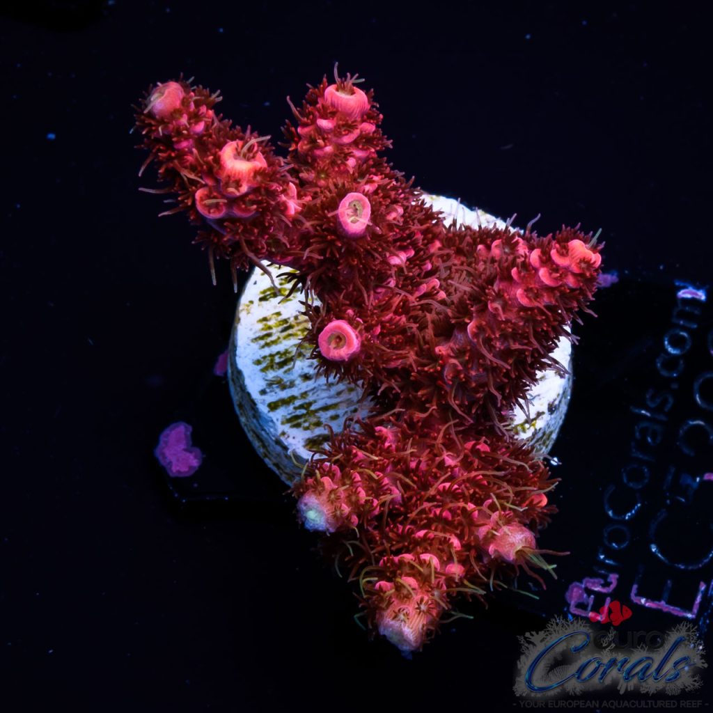 EC Dragon Soul Acro