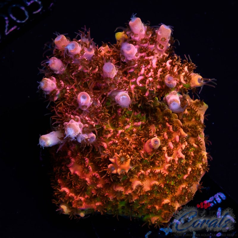 EC Rainbow Strawberry Acro