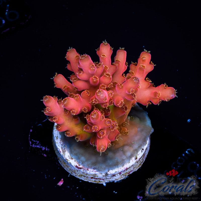 EC Akil’s Freaky Rainbow Acro