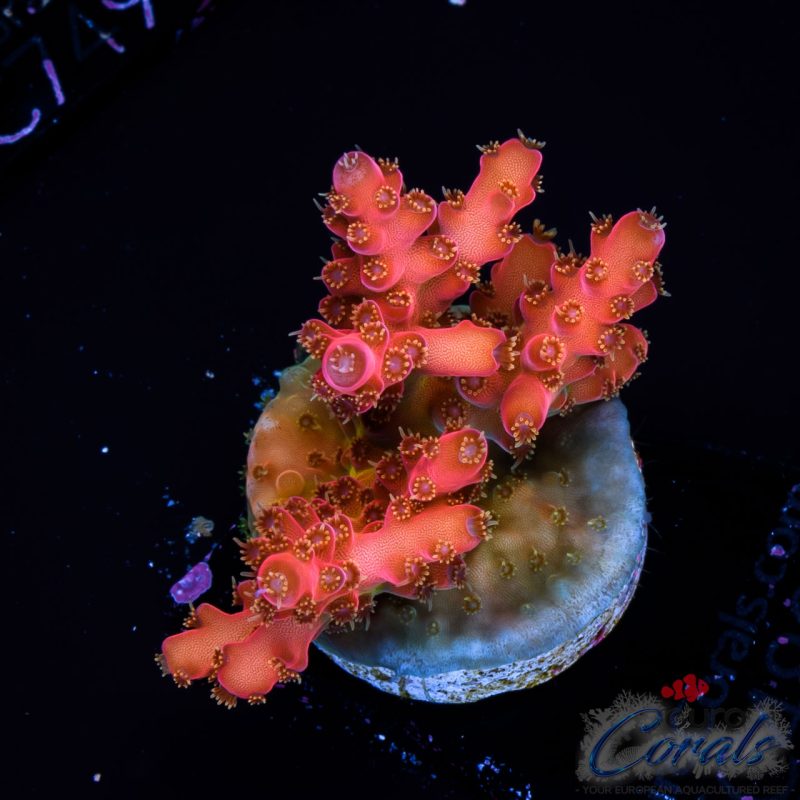 EC Akil’s Freaky Rainbow Acro