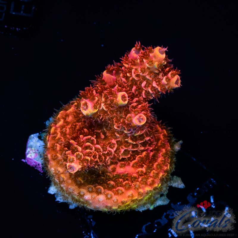 EC Akil’s Firecracker Acro