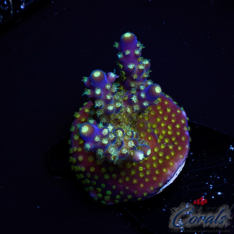 EC Nebula Super Blue Yellow Polyps Acro