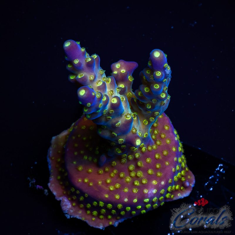EC Nebula Super Blue Yellow Polyps Acro