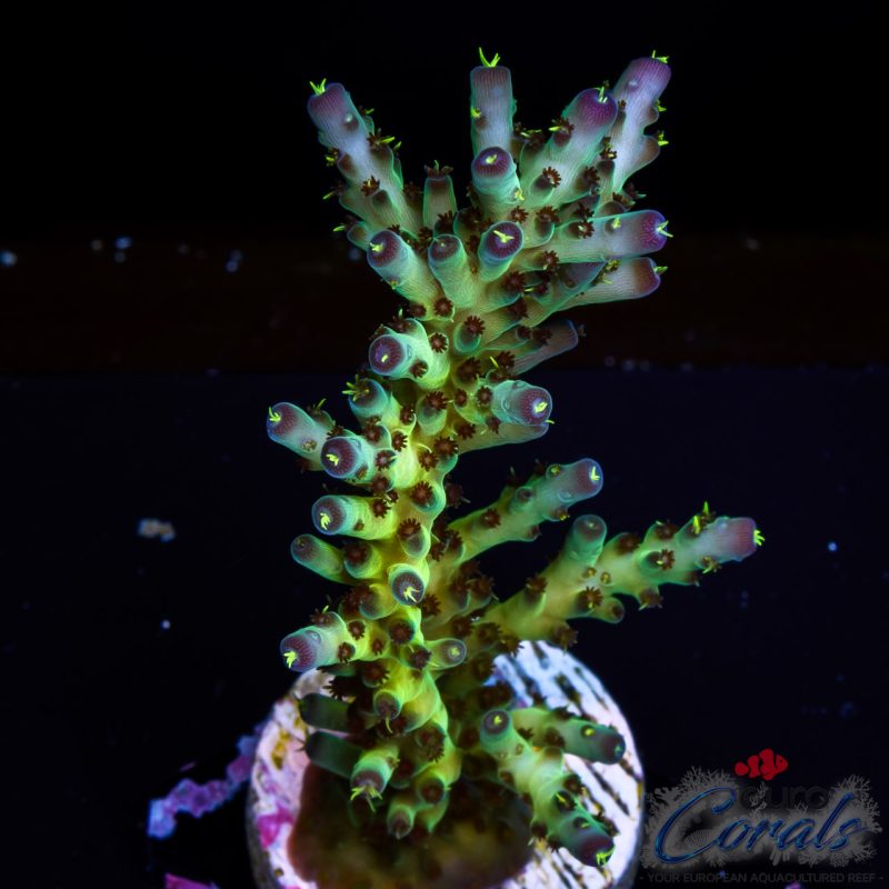 EC Sour Twist Acro