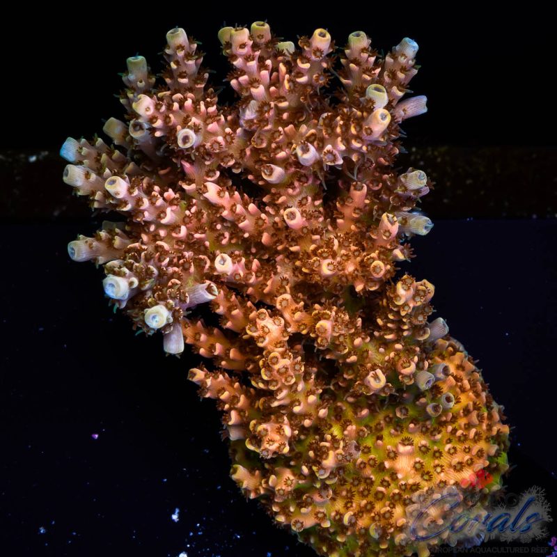 EC Golden AquaMan Acro