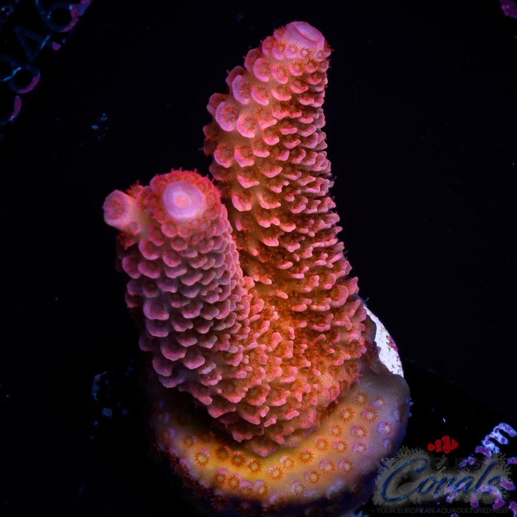 EC Akil’s Rainbow Mammoth Blue Tips Spathulata