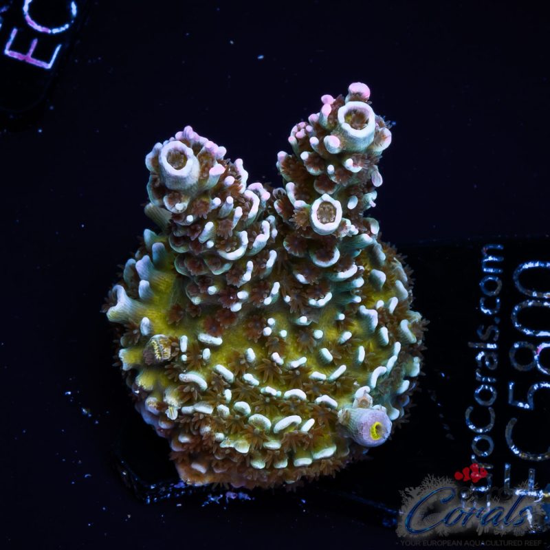 EC Lucky Charms Tenuis NEW