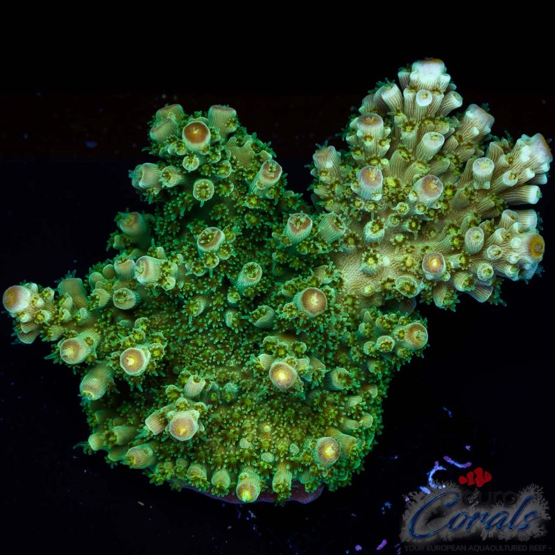 EC Red Hot Hat Digit Acro