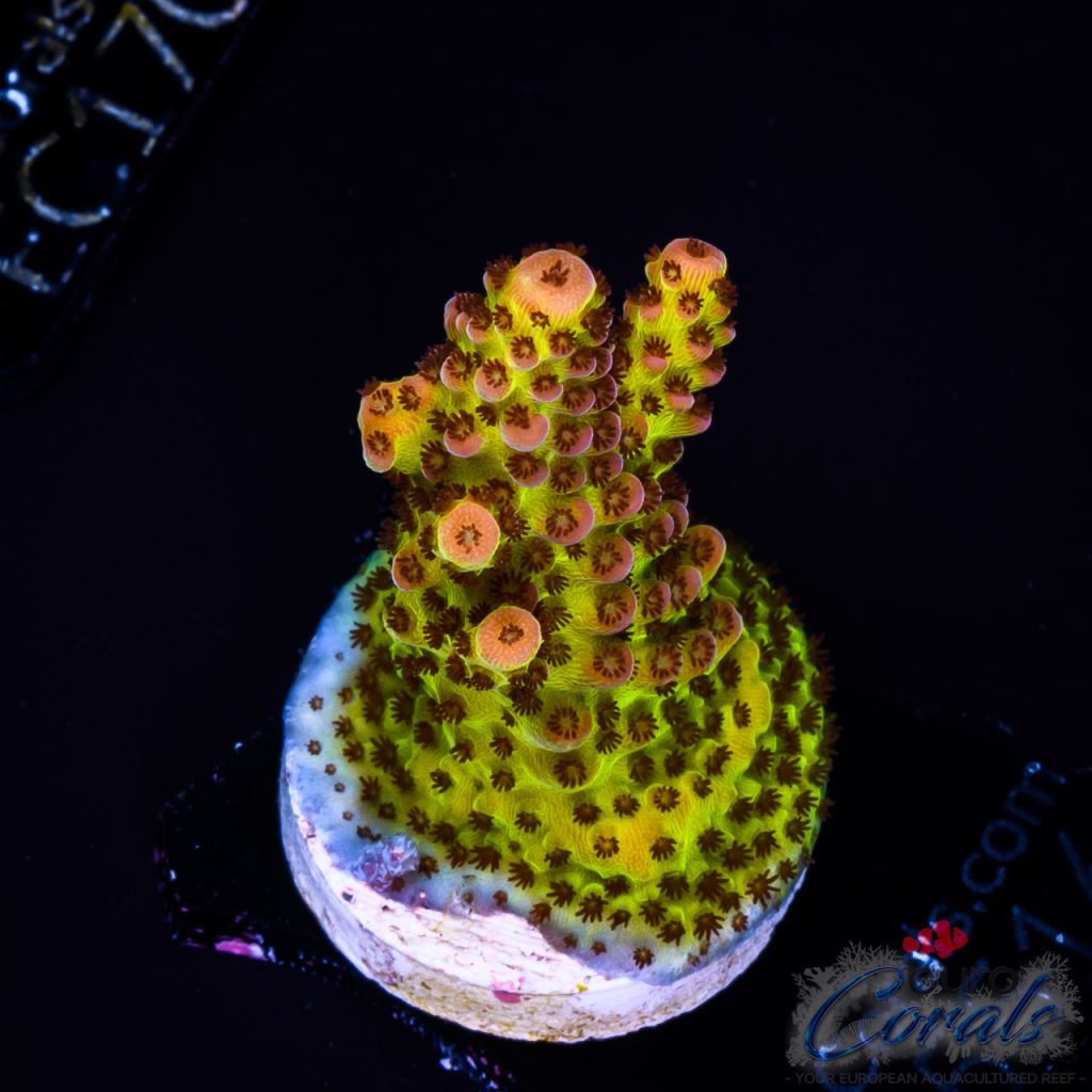 EC BloodMoon Acro