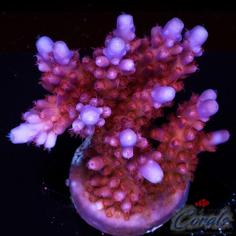 EC Lolly Fruit Acro