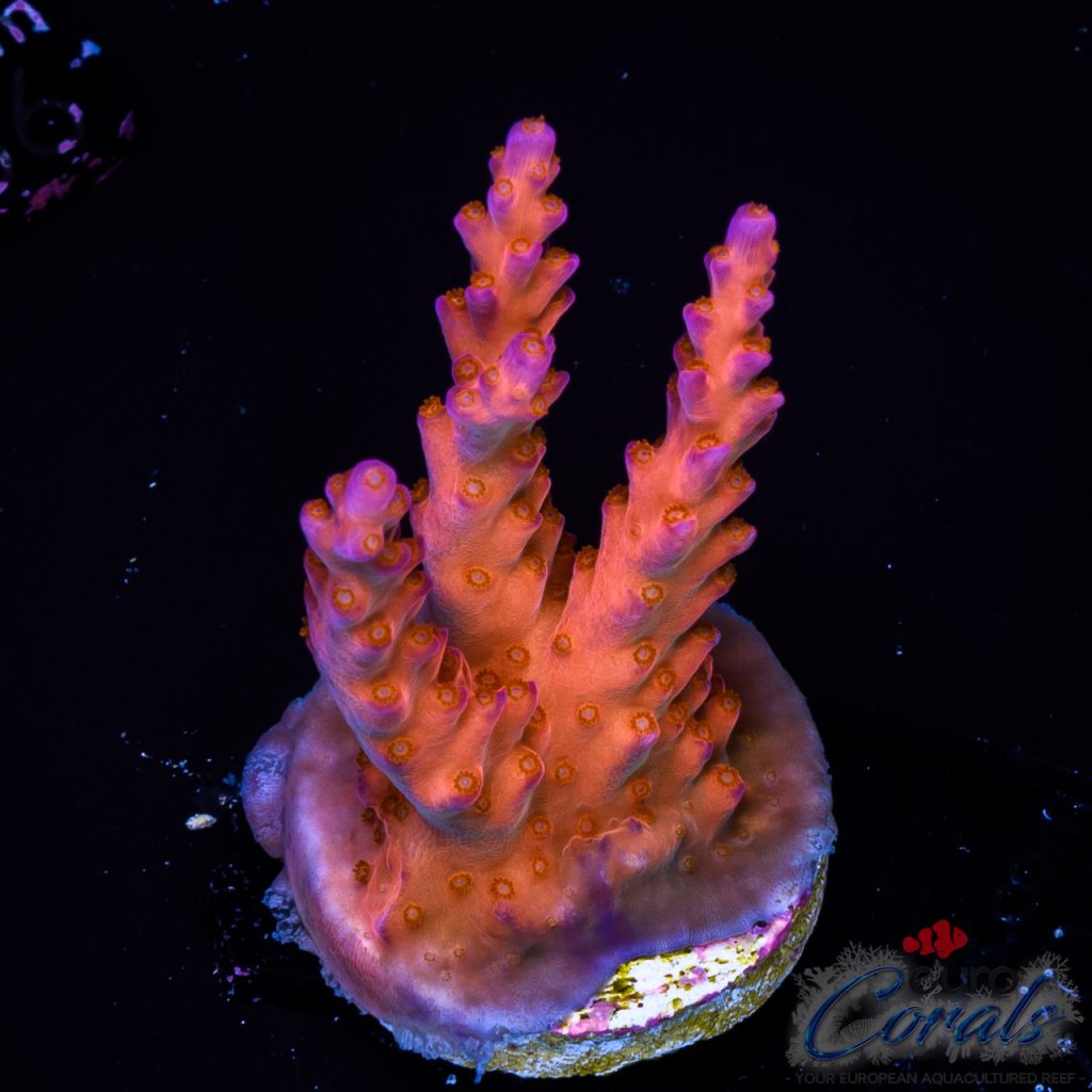EC Venum Acro NEW
