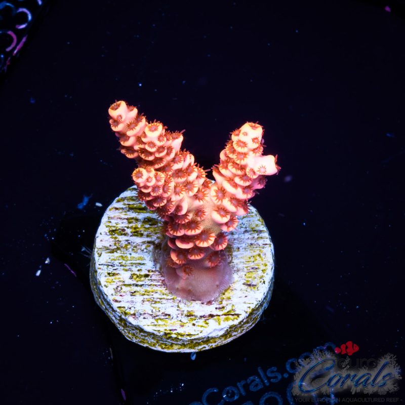EC God of Flame Acro NEW