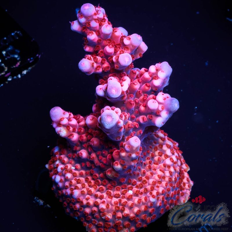 EC Adam Bomb Super Red Acro