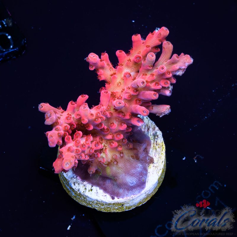 EC Candyland Acro NEW