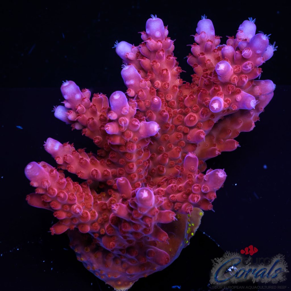 EC Purple Paletta Acro XL