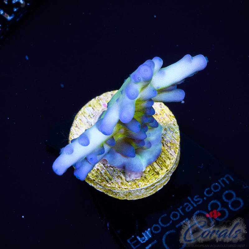 EC Blue Monster Acro EX