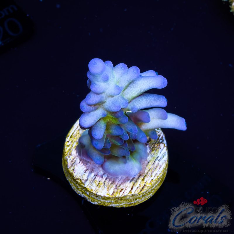 EC Blue Monster Acro EX