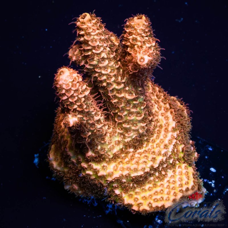 EC Rainbow Golden Mille NEW