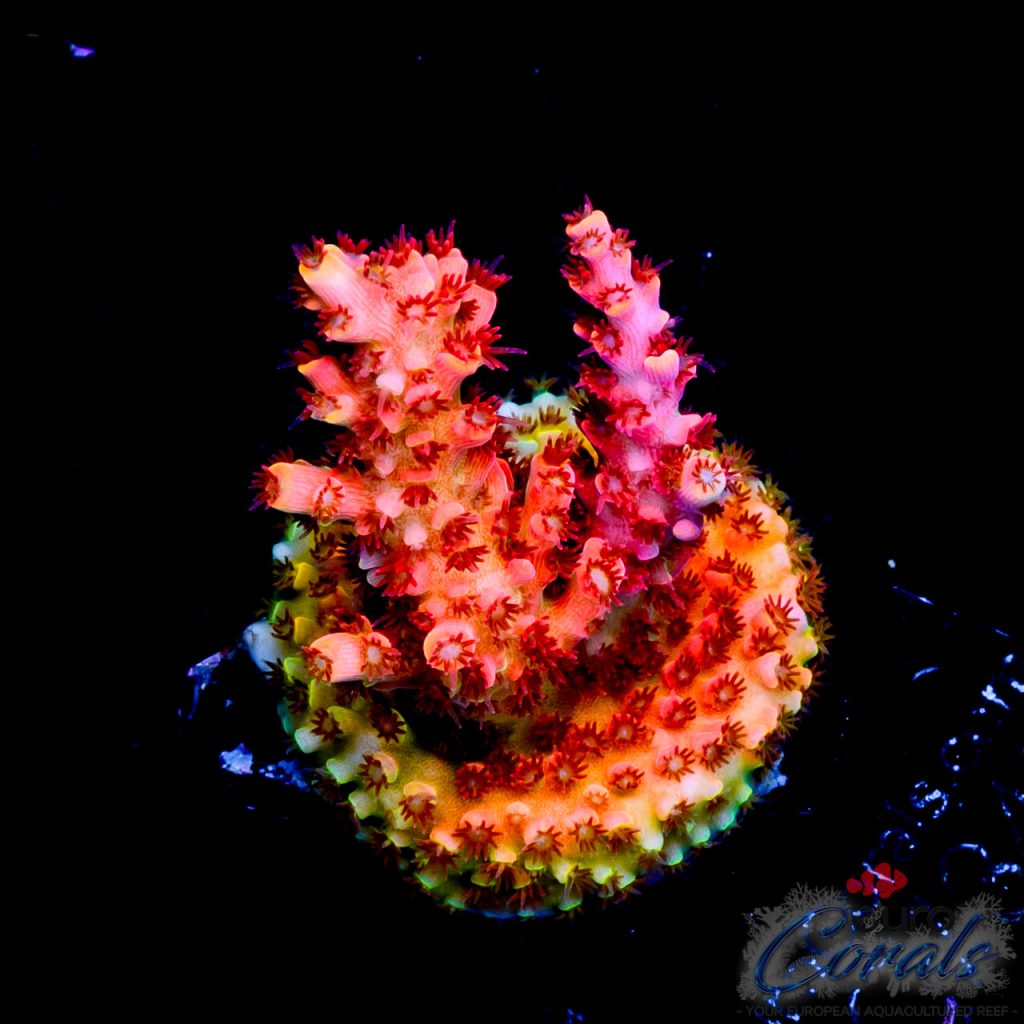 EC Rainbow Flaming Table Acro NEW ER