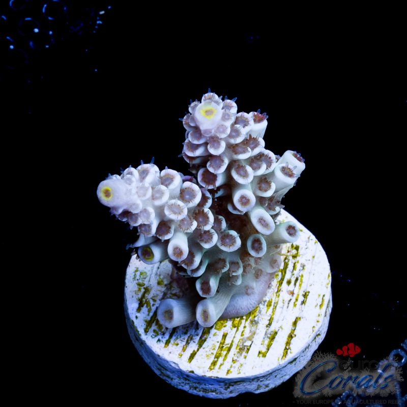 EC Carina Stars Acro NEW