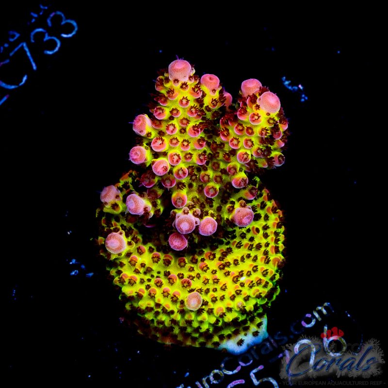 EC BloodMoon Acro
