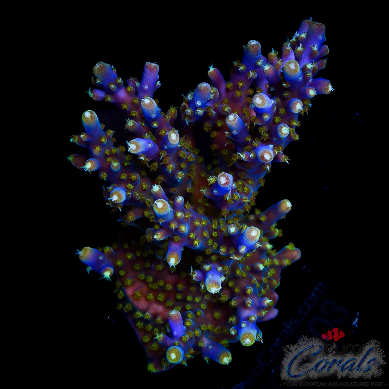 EC Purple Candle Acro COLONY Euro Corals